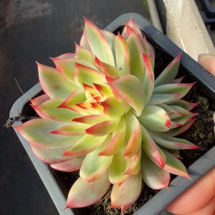 桃花锦腹轮锦一颗多肉锦