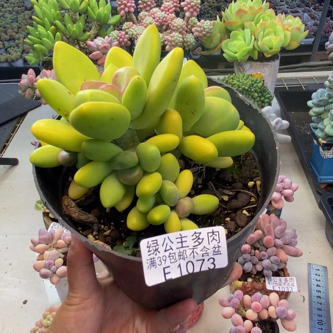 073金蝉芒果奶多肉9c m