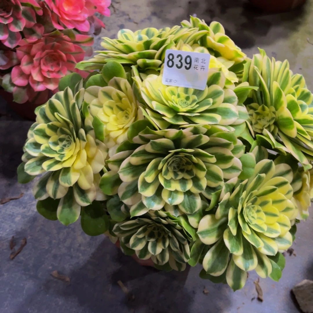 ℳ****多肉辛尼亚00000839