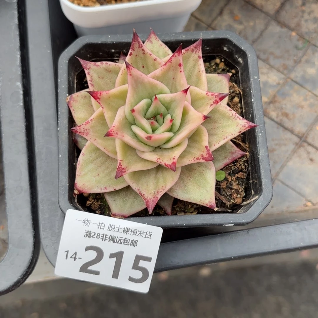 星星锦多肉多肉多肉多