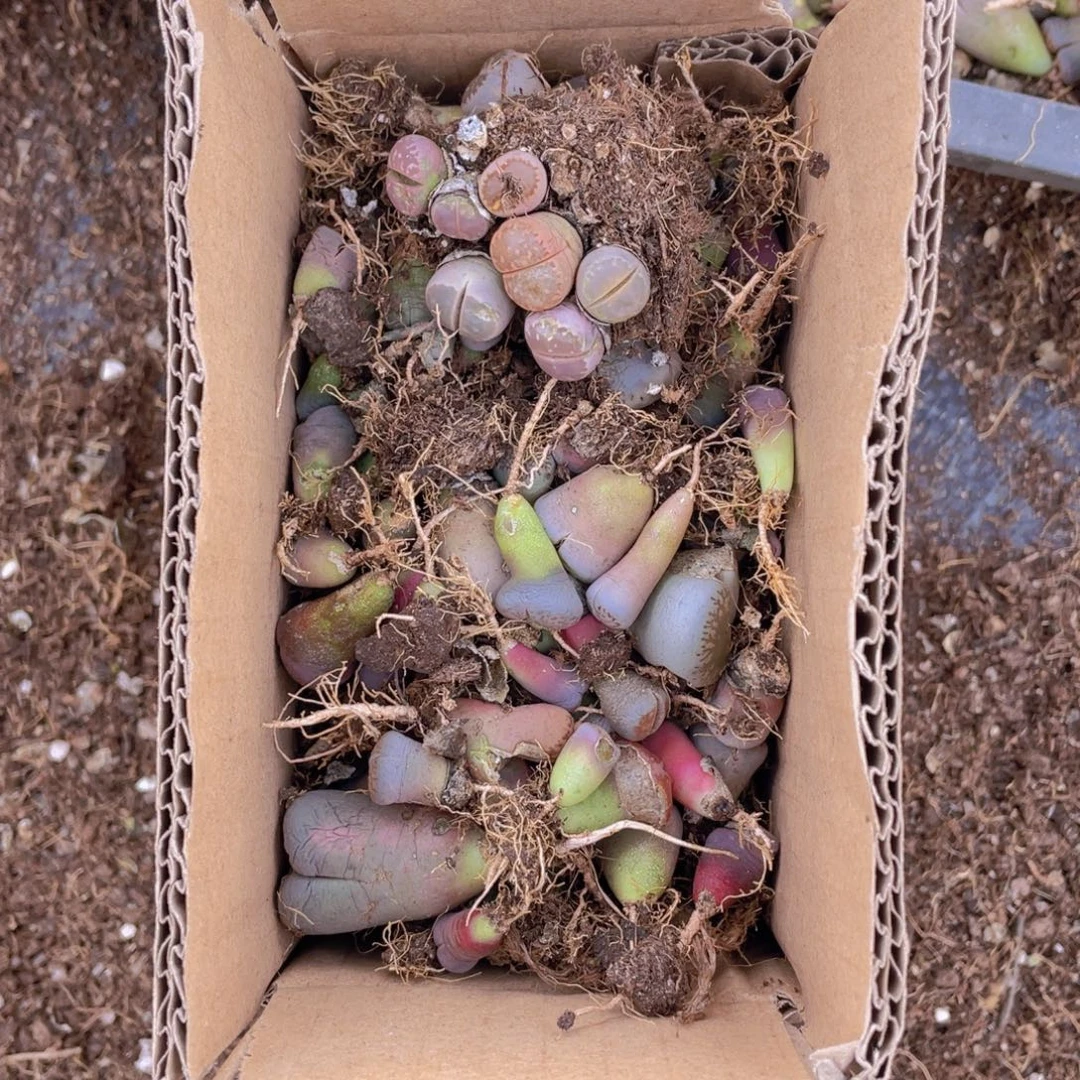 一箱混搭888888888888