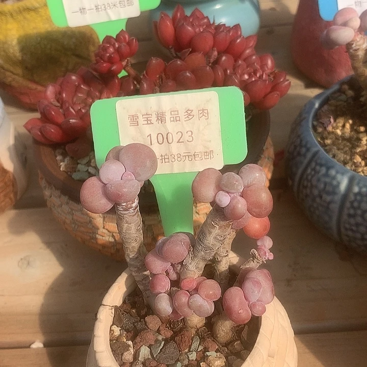 10023凑RMB咯蜗牛