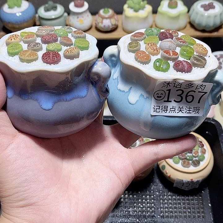 精美盆栽一物一拍 1367