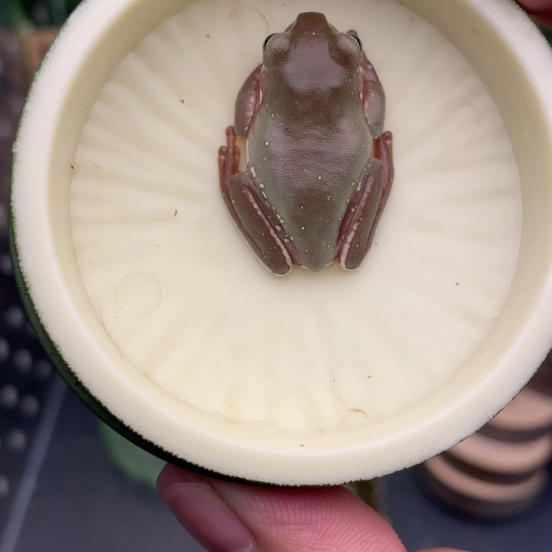 老爷树蛙福利蓝姥爷，2号