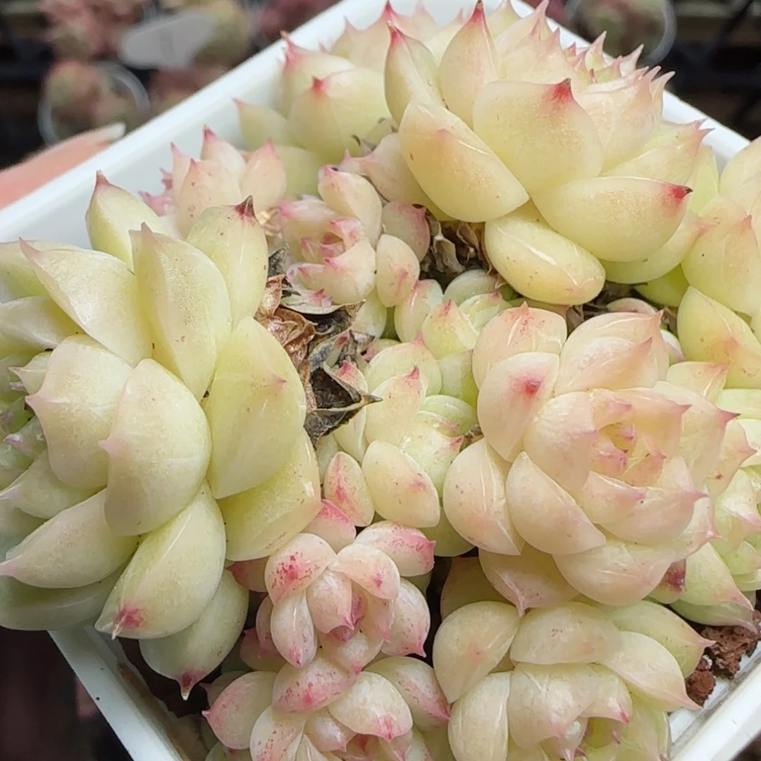 桃*?花语逸镜0224-344散