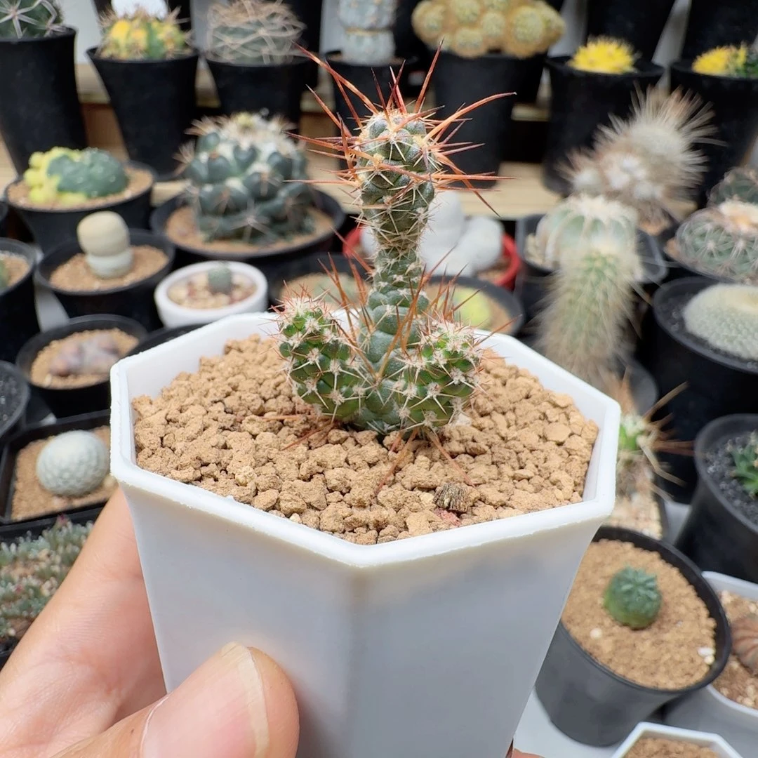 无花朵用****?红狐团扇脱土