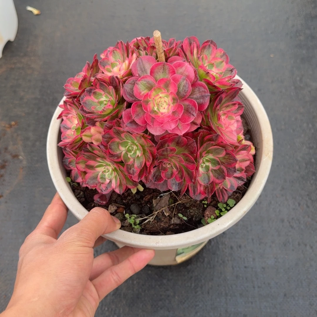 二***哈无花朵小 xxbxbxbxbs