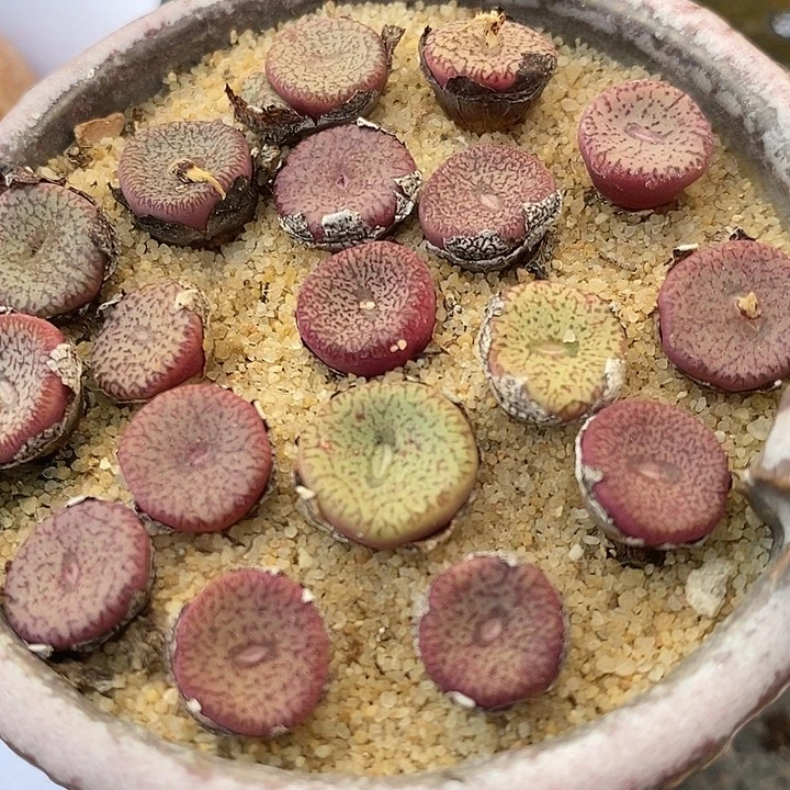 密纹安贞一颗买2送1。