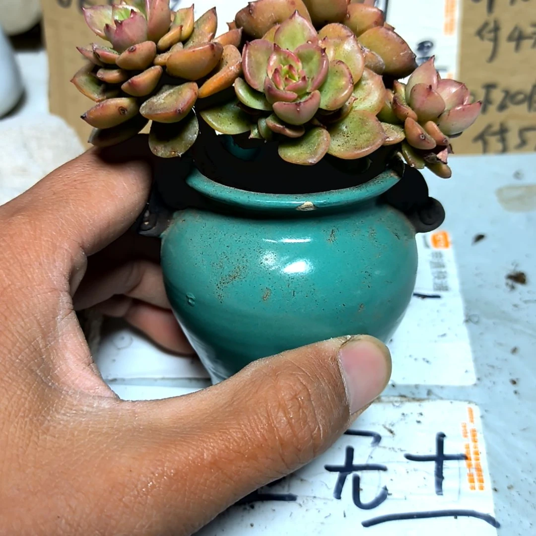 满6元包邮，蜡牡丹老庄