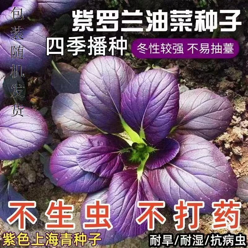 【全店满五包包邮】紫菲青梗菜种子紫罗兰油菜种子蔬菜种子