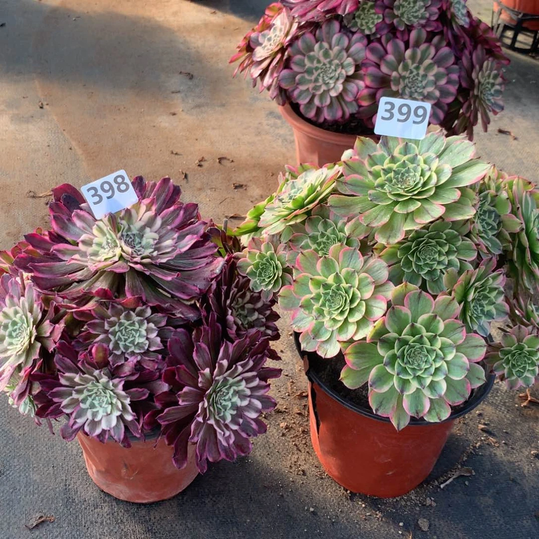 【闪购商品】398。399德芙玉兔