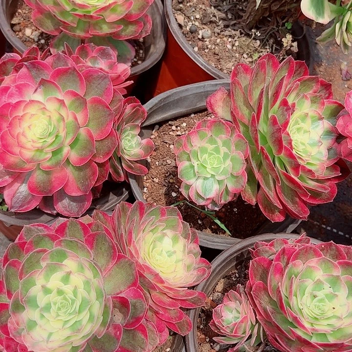 家玉芙蓉多肉植物大战