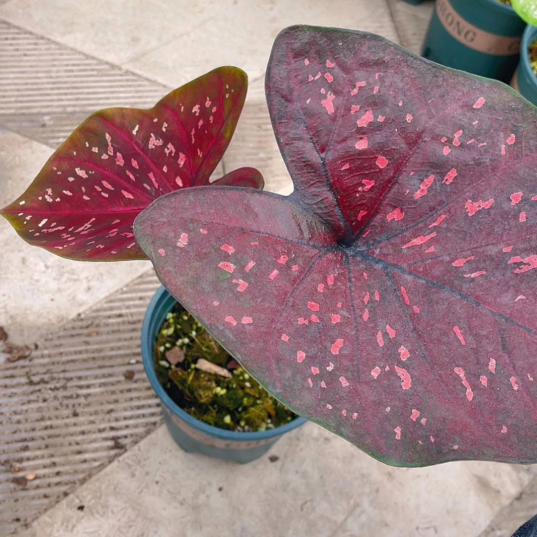 完全开放泰彩一物一拍423