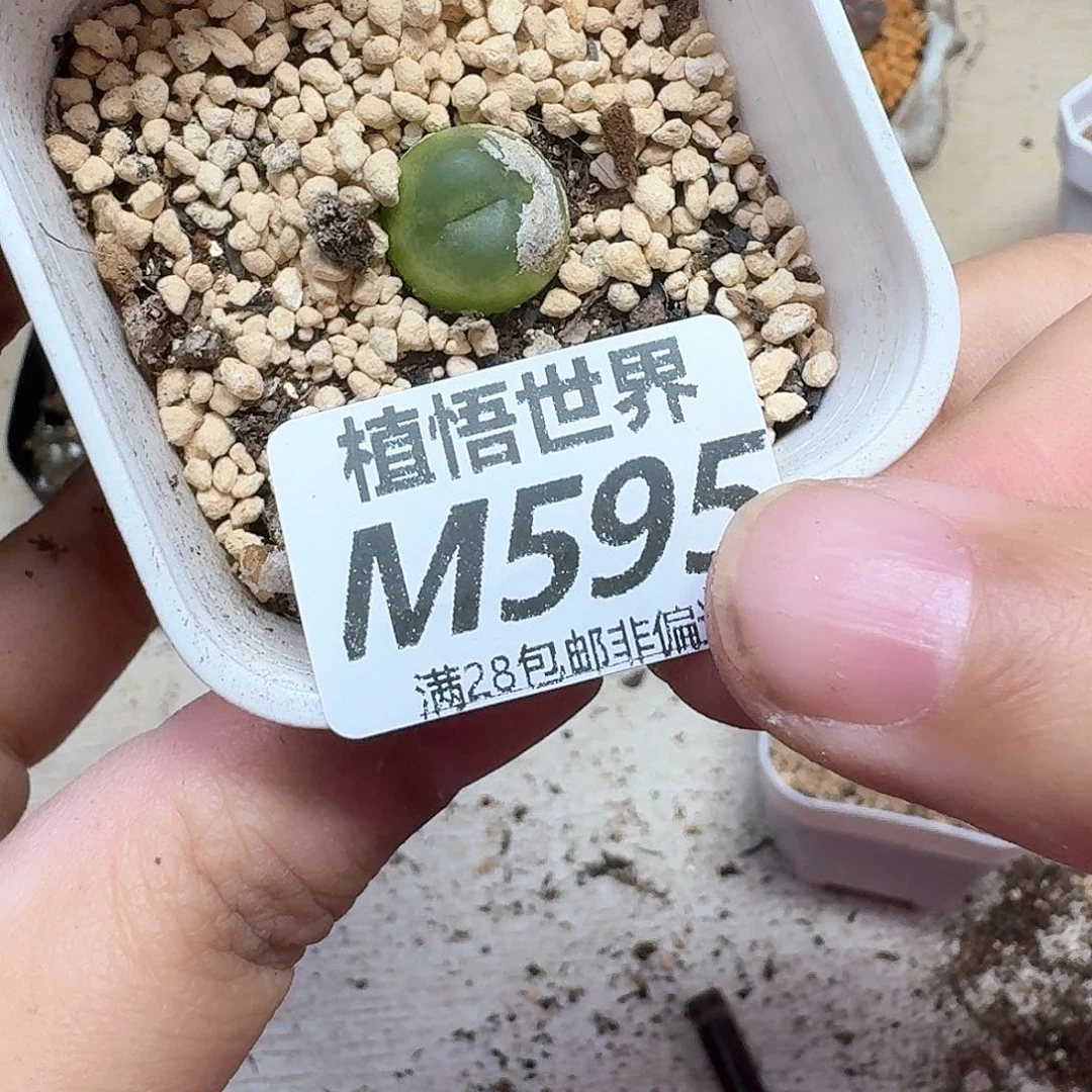 多肉植物的润泽wfqfg