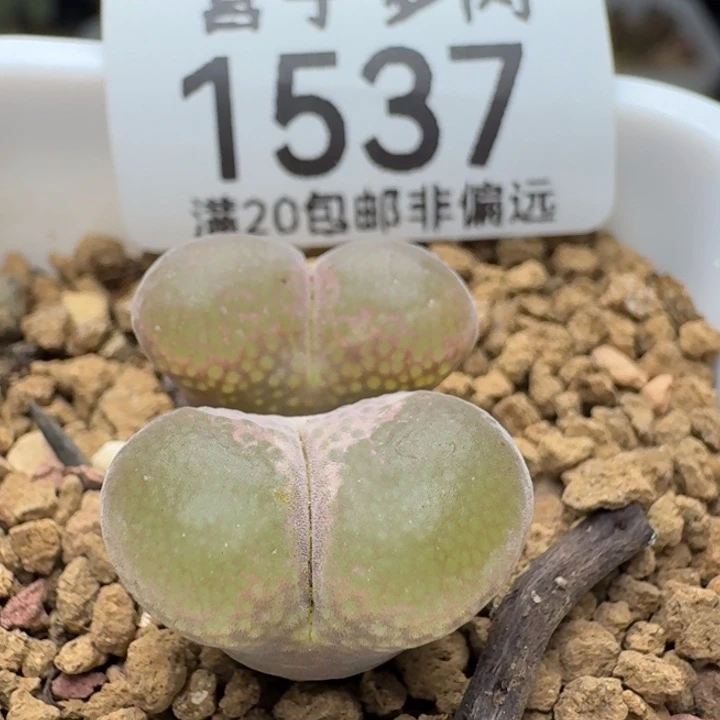 红宝石带盆土。