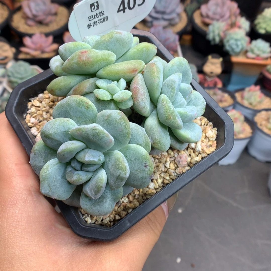 403冰玉石化多肉植物