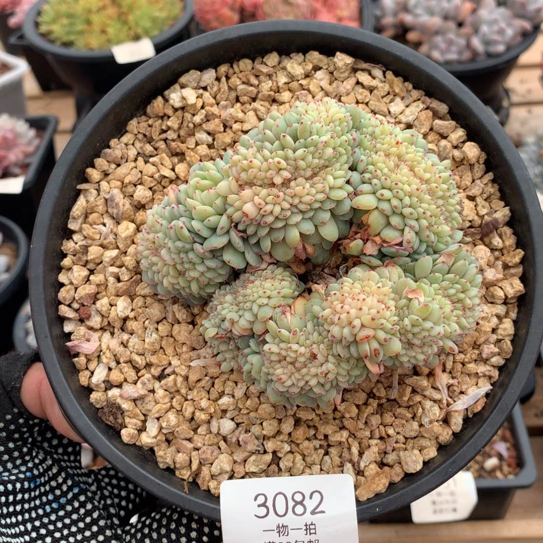 11厘米白胖子缀3082