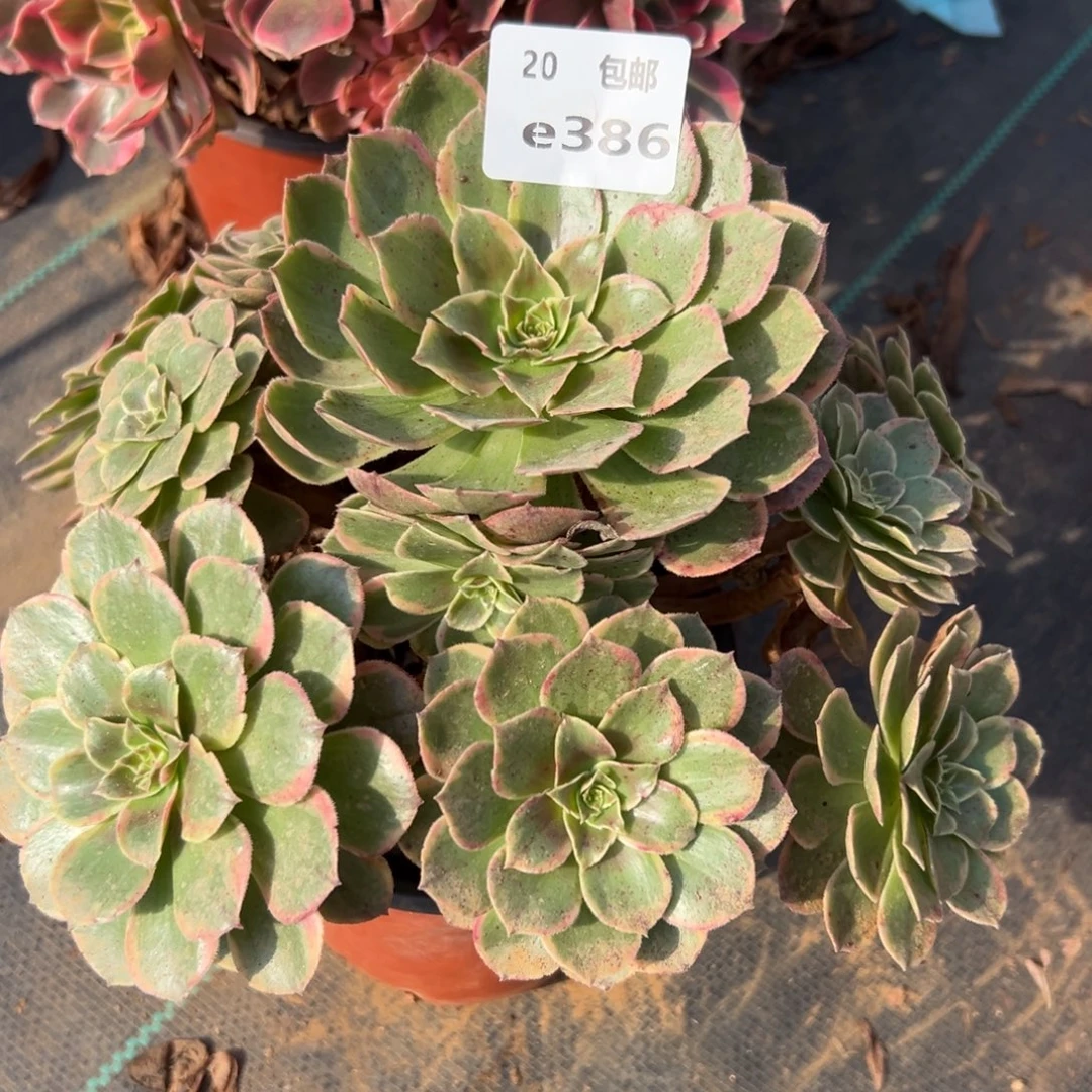 386粉花妖，满20包邮