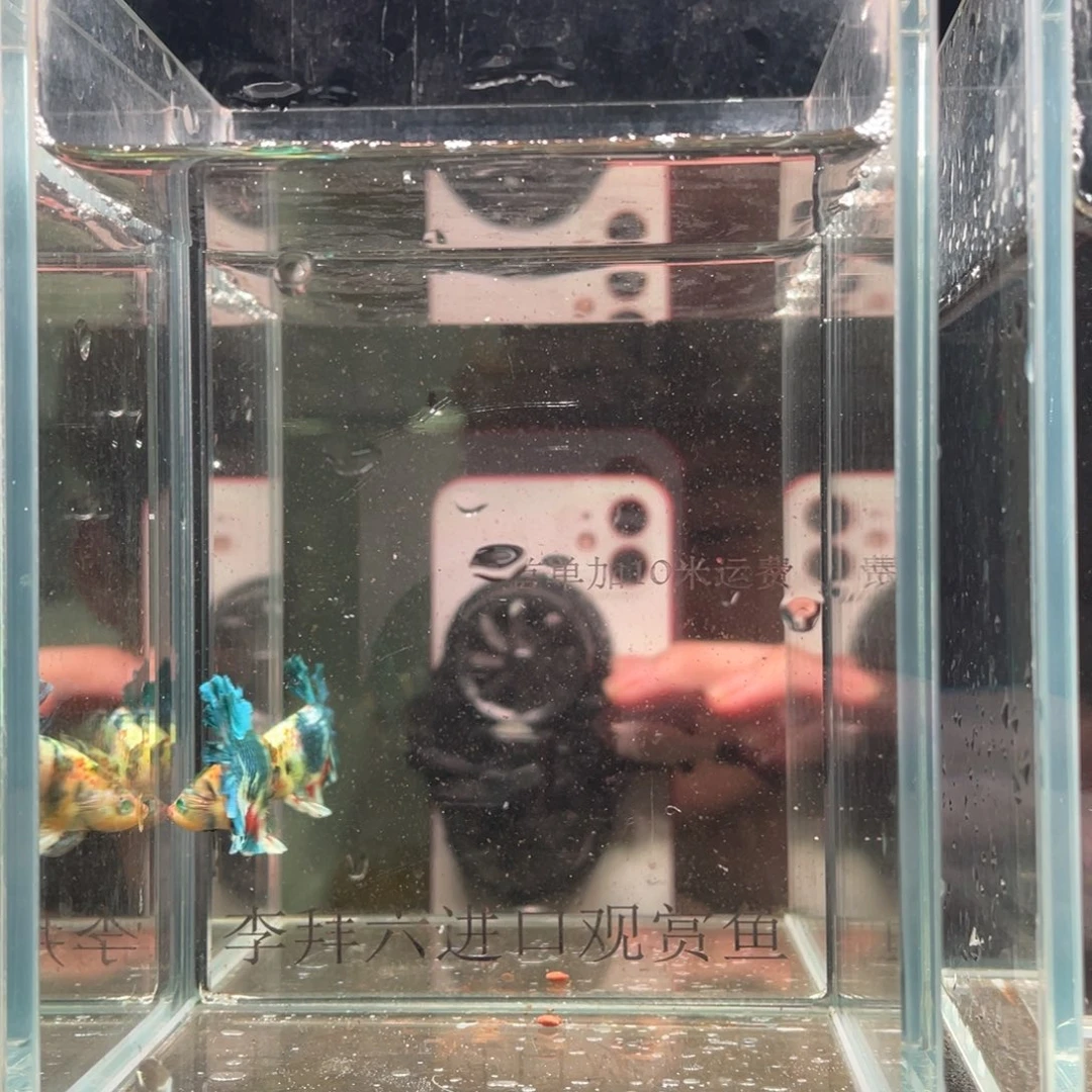 斗鱼印尼精品斗鱼68