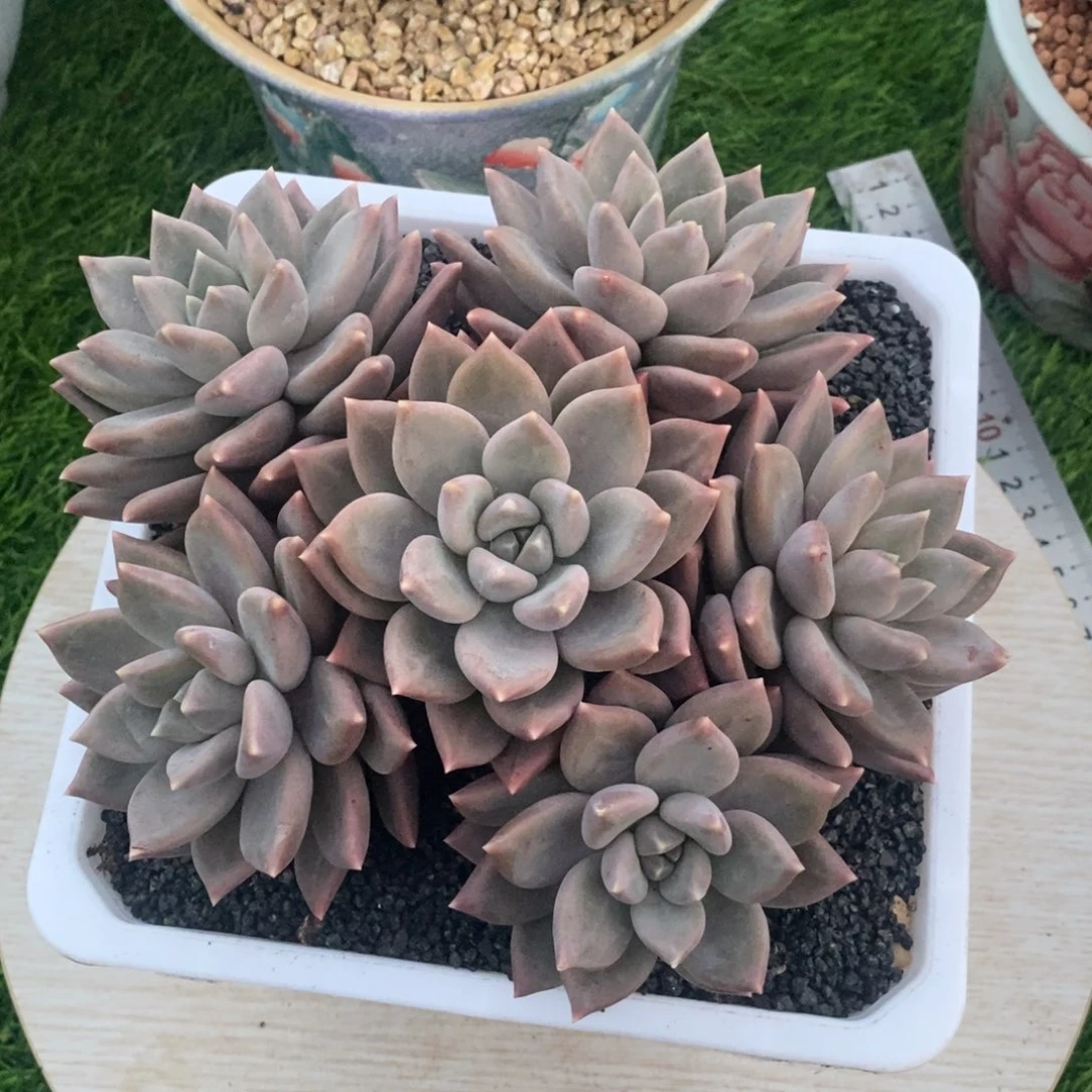 综合链接太阳神手捧