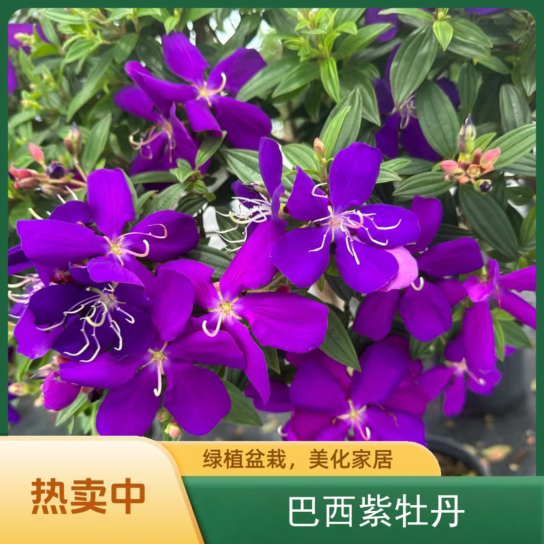 网红爆花神器巴西紫牡丹棒棒糖盆栽花卉带花苞可庭院阳台种植