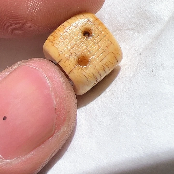 香榧木在这里的时候
