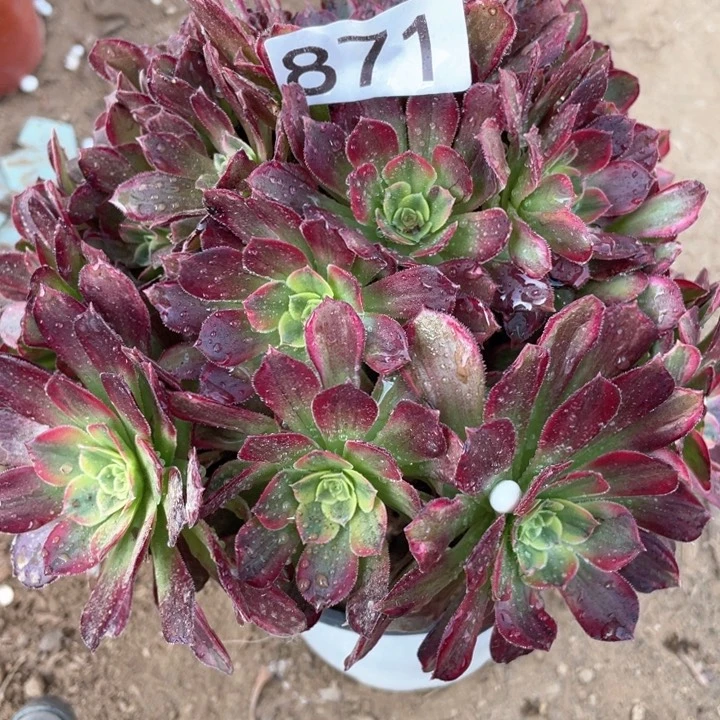 871多肉植物安娜