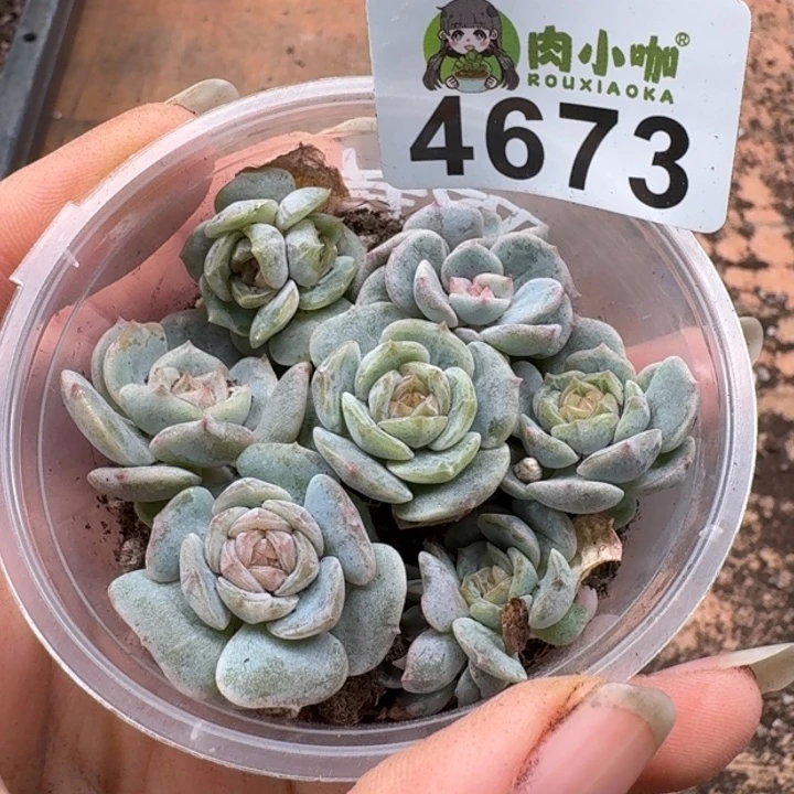 多肉植物多肉植物
