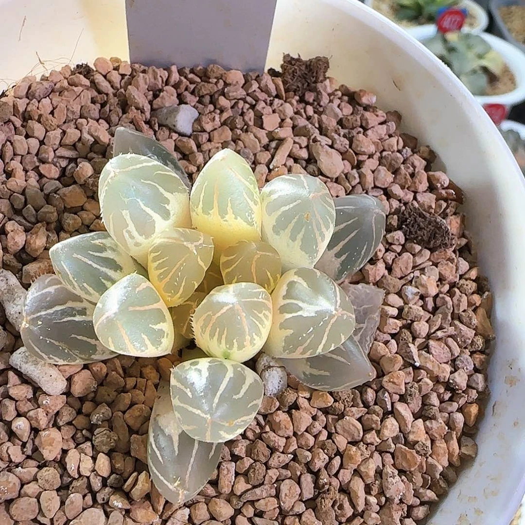 343号糊斑OH一物一拍带盆土