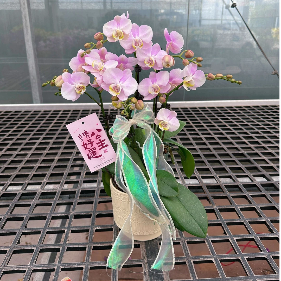 【天使-组盆（欧品）】带花好养易活包邮精致优雅盆栽蝴蝶兰室内