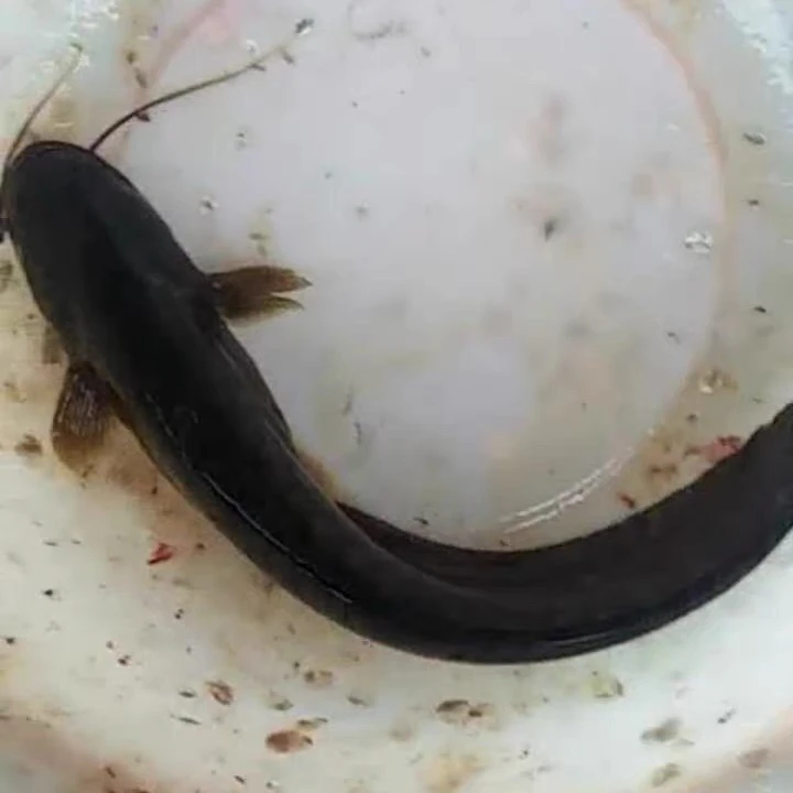 鄱阳生态鱼（鲶鱼）【顺丰包邮】