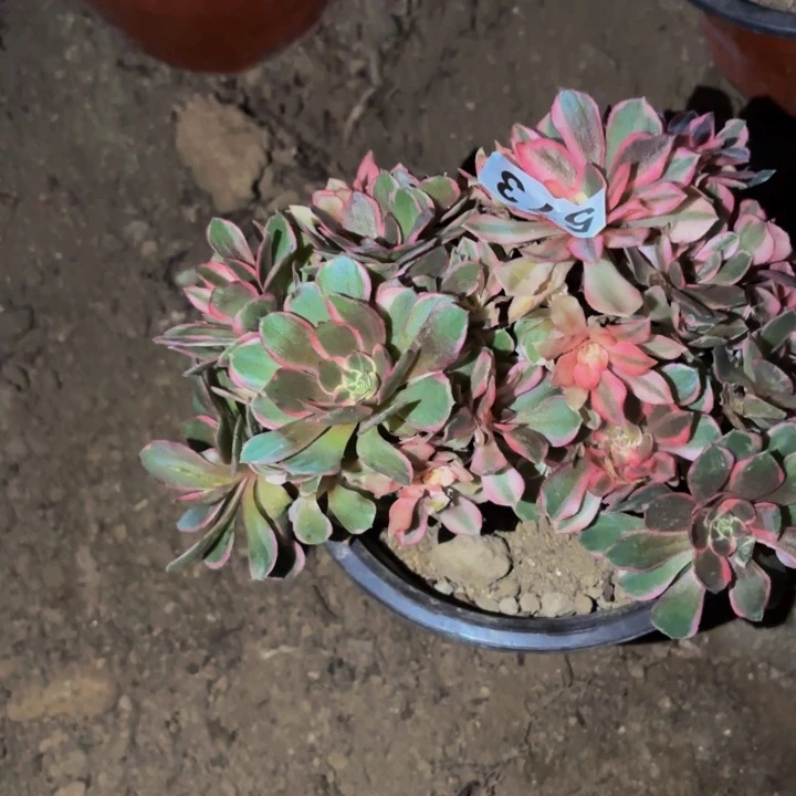 573黑魔锦多肉植物不售后缀化砍头朵朵