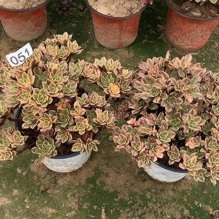 无花朵051两颗甜茶多肉植物
