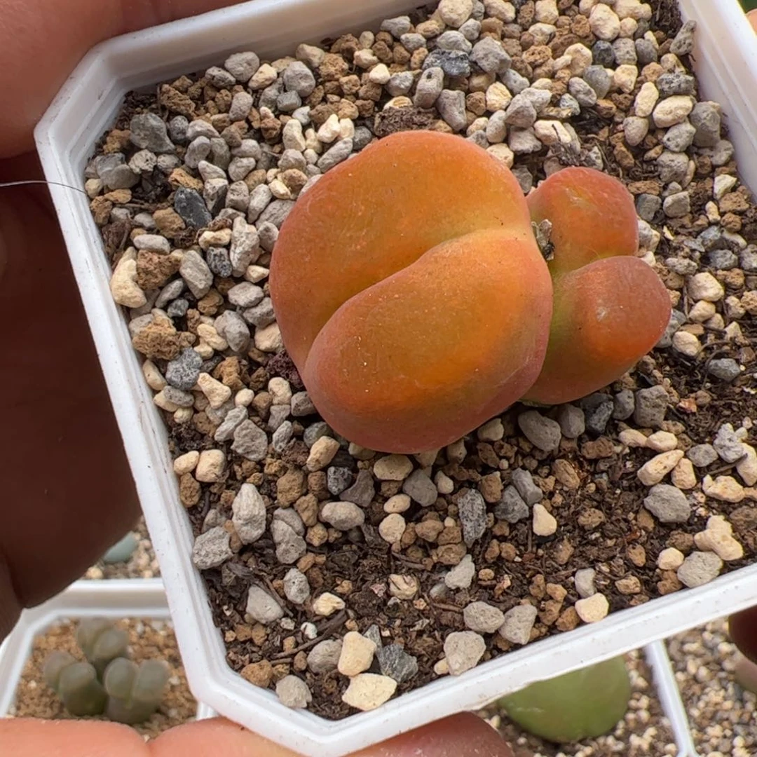 9.24水蜜桃多肉植物组合241