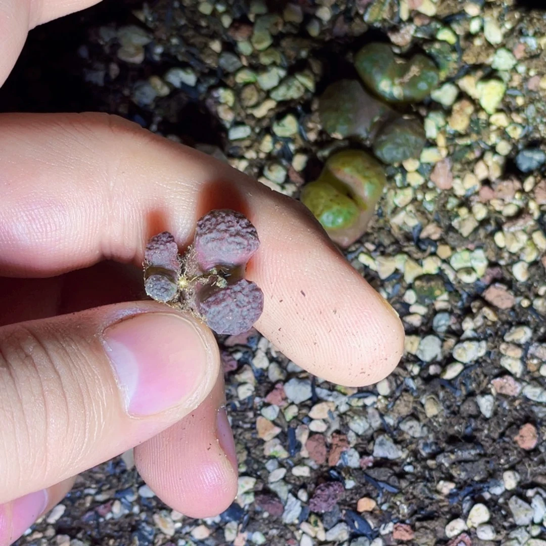 阜***店海参植物一物一拍
