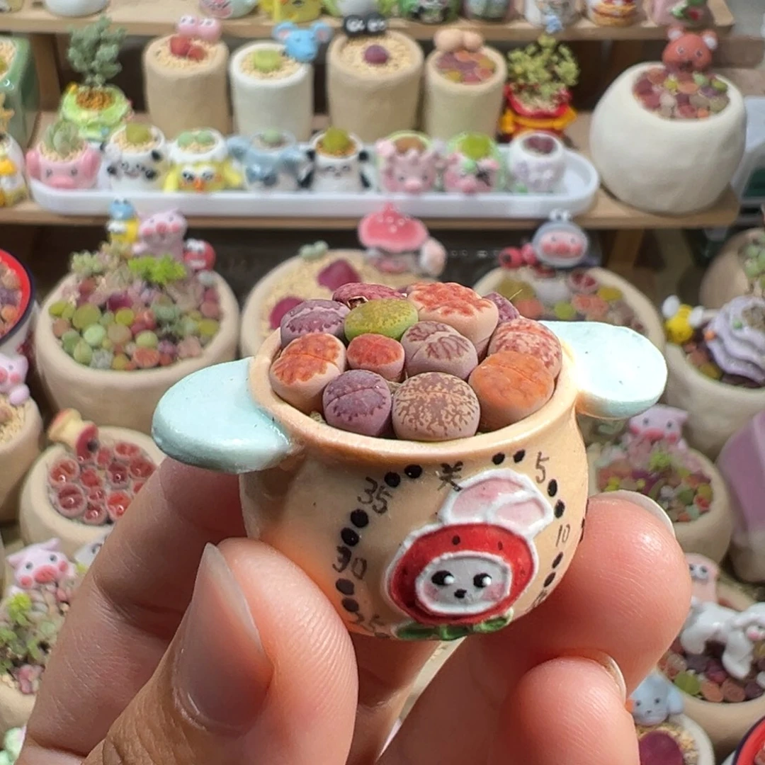 多肉植物295号拼盘