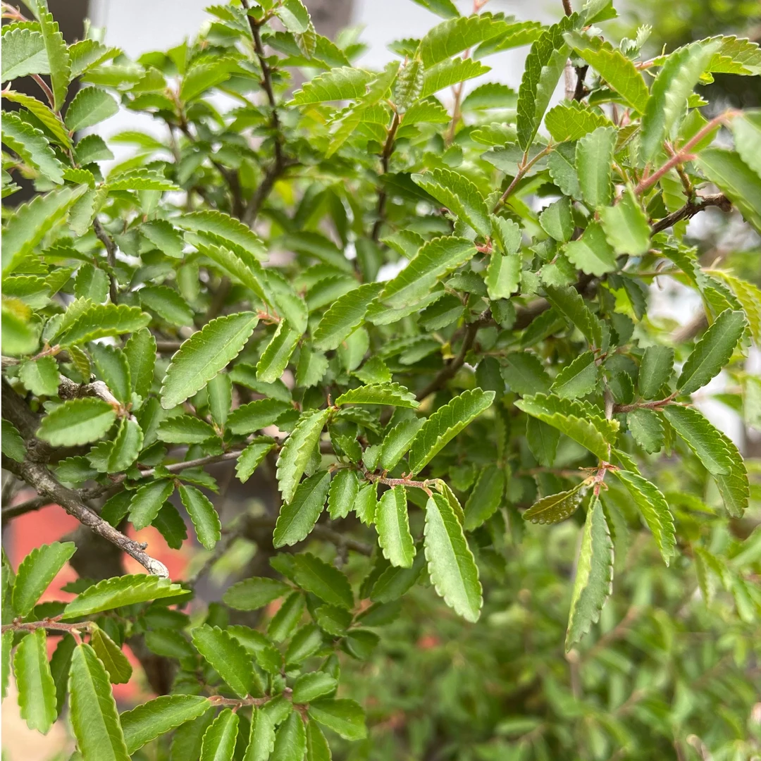 岭南派经典老桩盆景