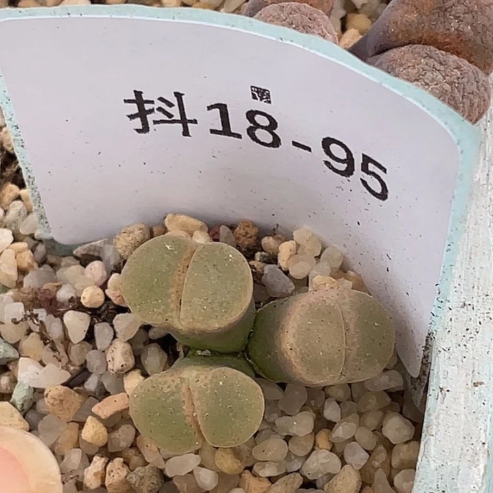18-95风铃多肉植物c10