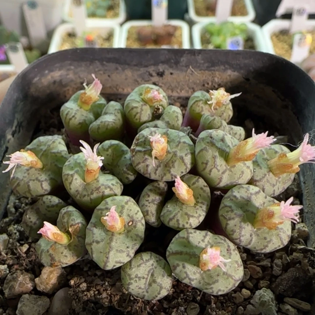 【闪购商品】19802安贞福利