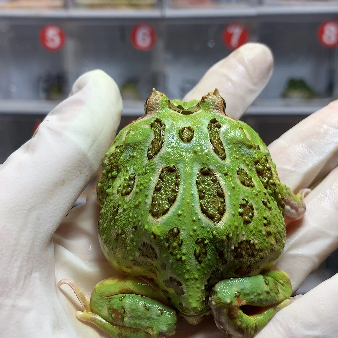 角蛙3107 绿角小公