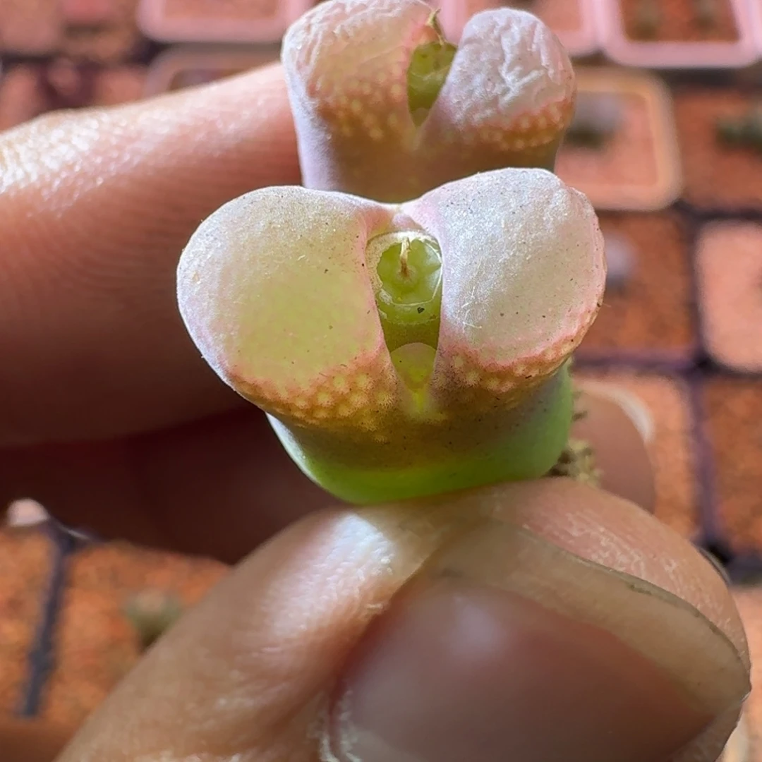 云缦精品番杏8.41