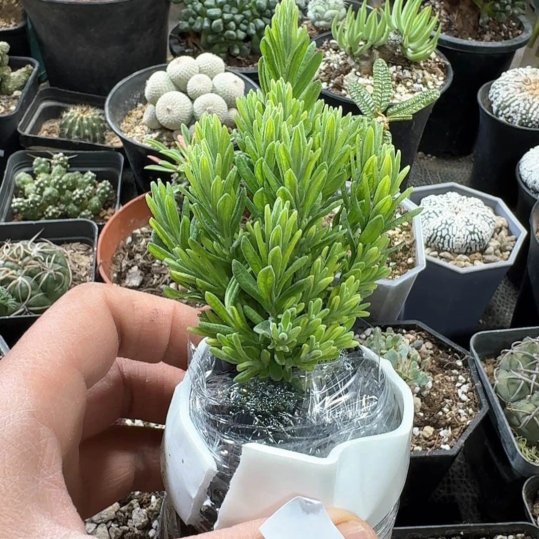 95薰衣草带盆发货