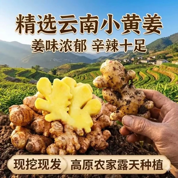 云南高山生态姜新鲜现挖小黄姜无硫磺3斤/5斤/9斤产地直发老姜
