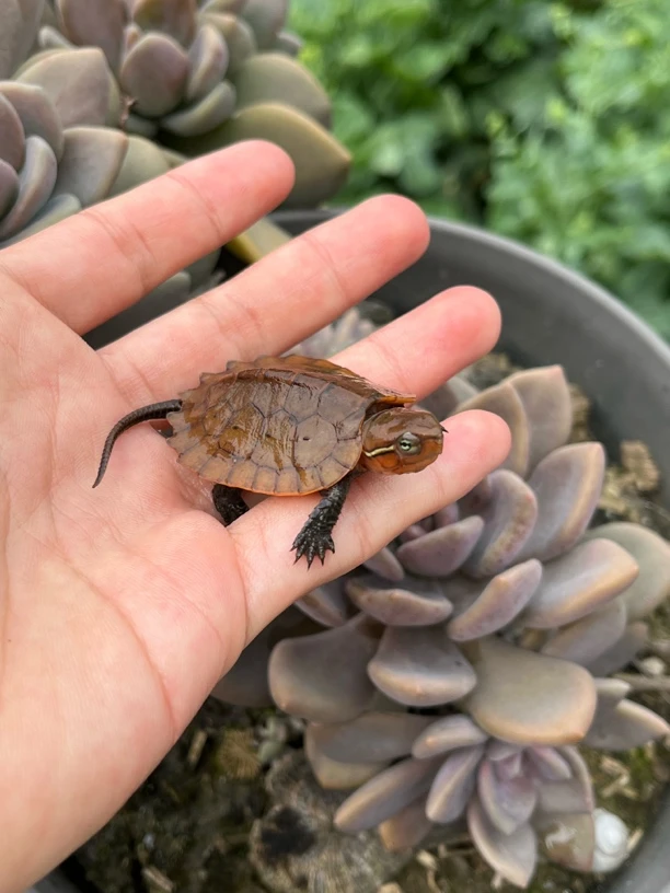 精品鹰嘴龟苗子、压成、成体都有 可自然冬眠 鹰嘴龟 大头龟