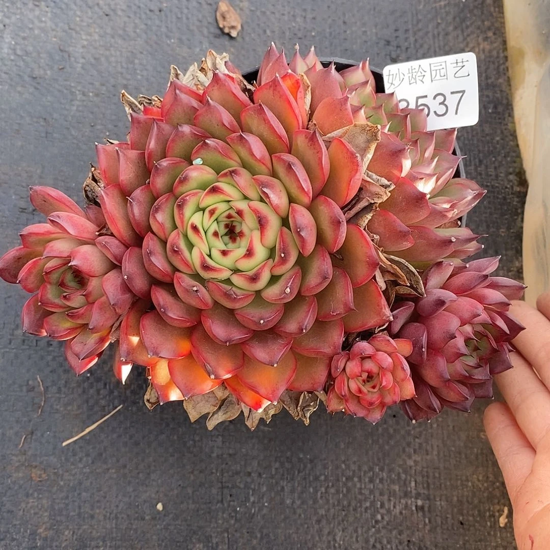 3537杂交老桩基地～14厘米