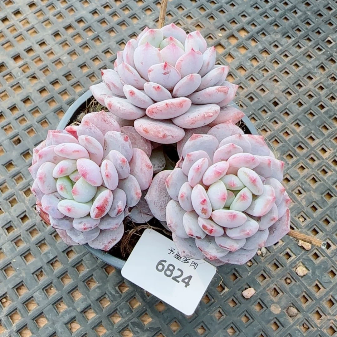 长杆星星橙，6824多肉植物