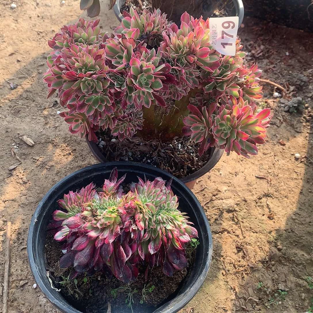 179383两颗套餐缀化