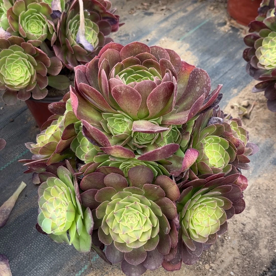 586多肉植物雨荷