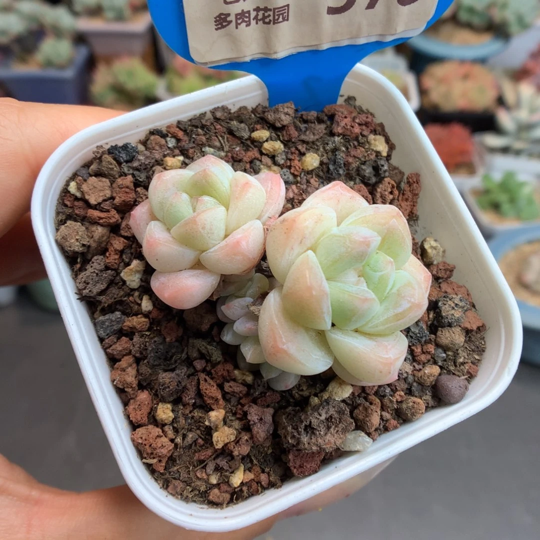 378冰玉多肉植物群