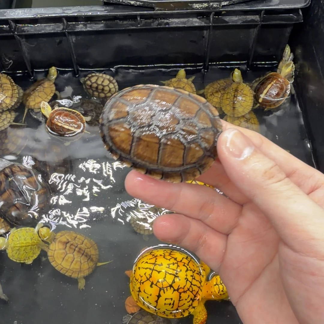 宠物龟不分公母红面